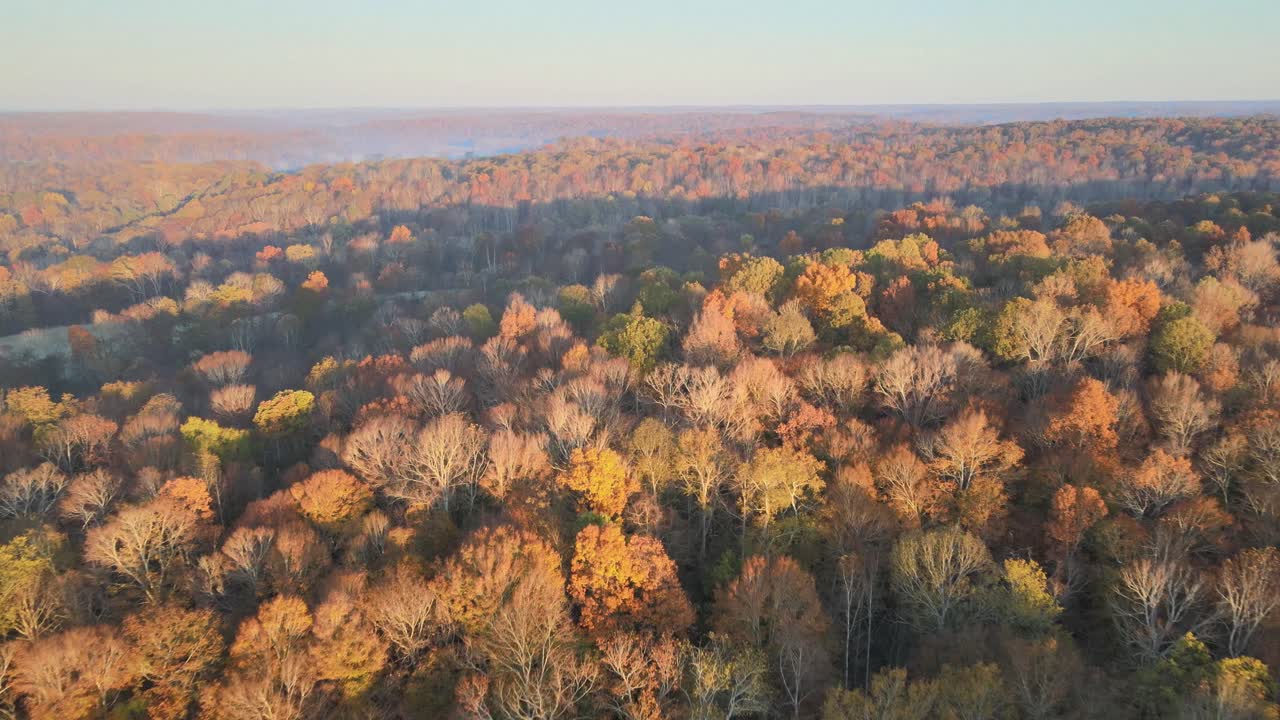 volando cerca de las copas de los árboles durante el amanecer