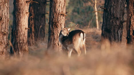 Un-Gamo-Solitario-Rascando-El-Cuerpo-Cerca-De-Los-árboles-En-El-Bosque-De-Los-Países-Bajos