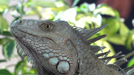 Profile-shot-of-a-Green-Iguana,-common-lizard-animal-in-Central-America,-slowmo