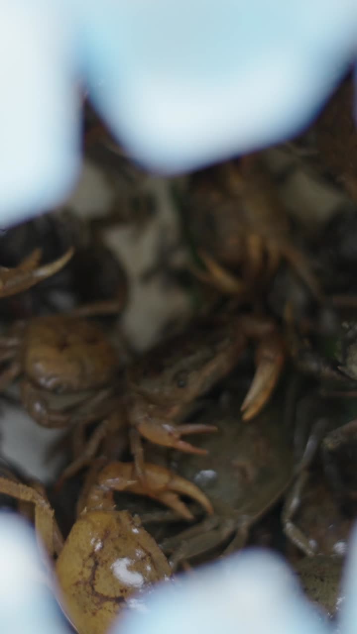 Close-up of Crabs