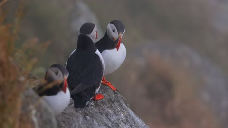 papagayo atlántico (fratercula arctica), en la roca de la isla de runde (noruega).