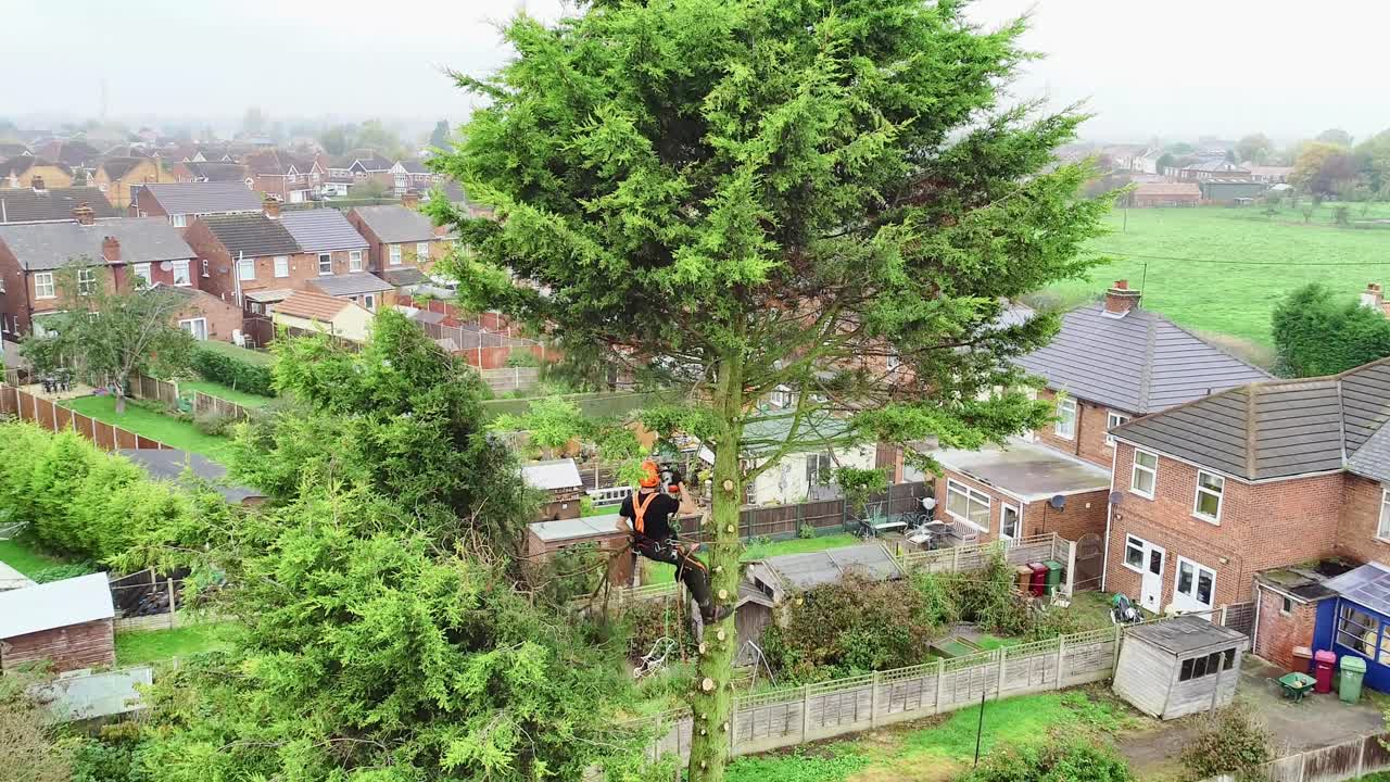 A vertical aerial view of a tree surgeon preparing a 55' tree for felling, removing the branches first to leave just the trunk for felling