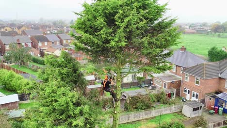 a vertical aerial view of a tree surgeon preparing a 55' tree for felling, removing the branches first to leave just the trunk for felling