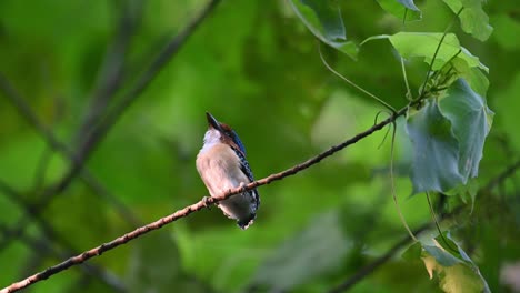 A-newly-fledged-male-Banded-Kingfisher-Lacedo-pulchella-is-perched-high-up-on-a-small-twig-of-a-tree,-waiting-for-its-parent-to-give-it-something-to-eat