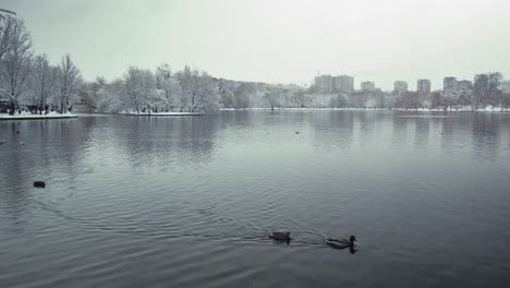 pan right shot of a lake in a park with ducks during wintertime