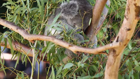 koala resting on a tree branch