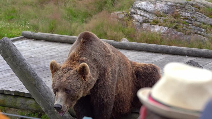 Sad brown bear in captivity waiting for food - Spectators in foreground - Norwegian bear park at Flaa - Static handheld filmed from audience position