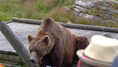 triste oso pardo en cautiverio esperando comida - espectadores en primer plano - parque de osos noruegos en flaa - cámara de mano estática filmada desde la posición de la audiencia