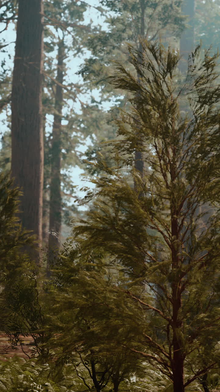 Maestosa foresta di sequoie nella nebbia