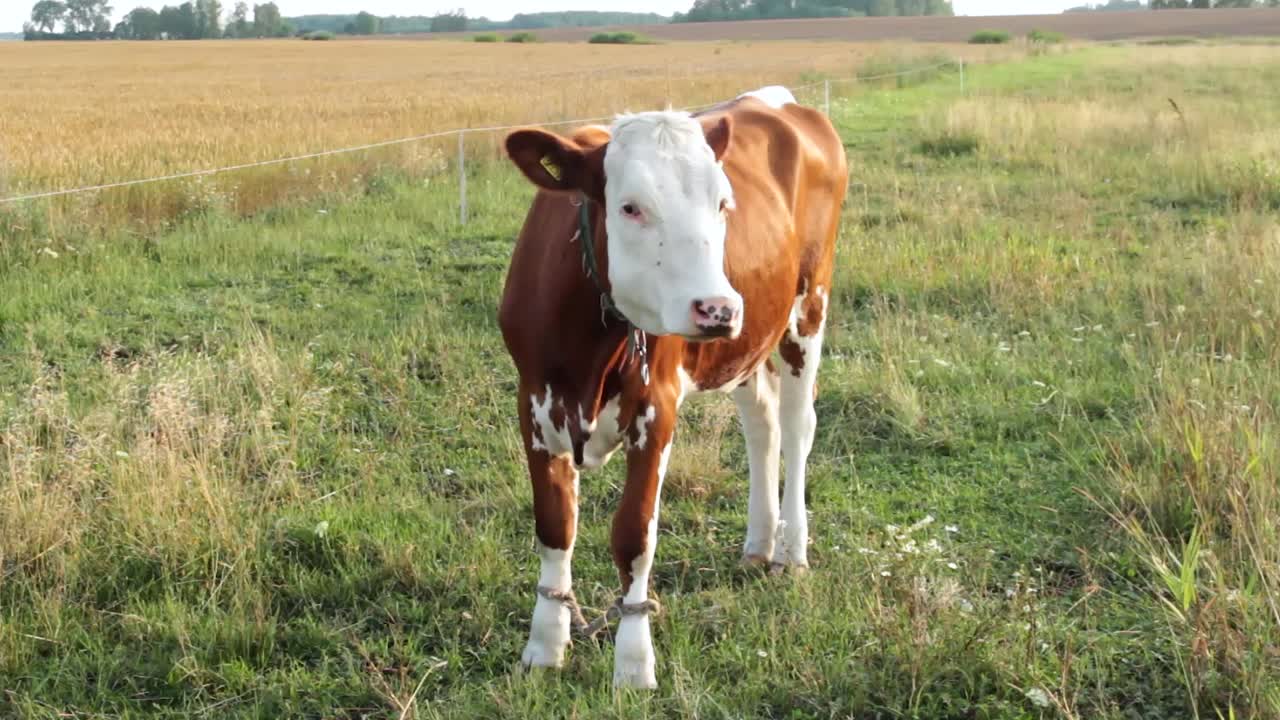novilla de pie en el campo