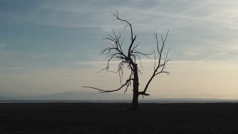 dead tree in salton sea, california