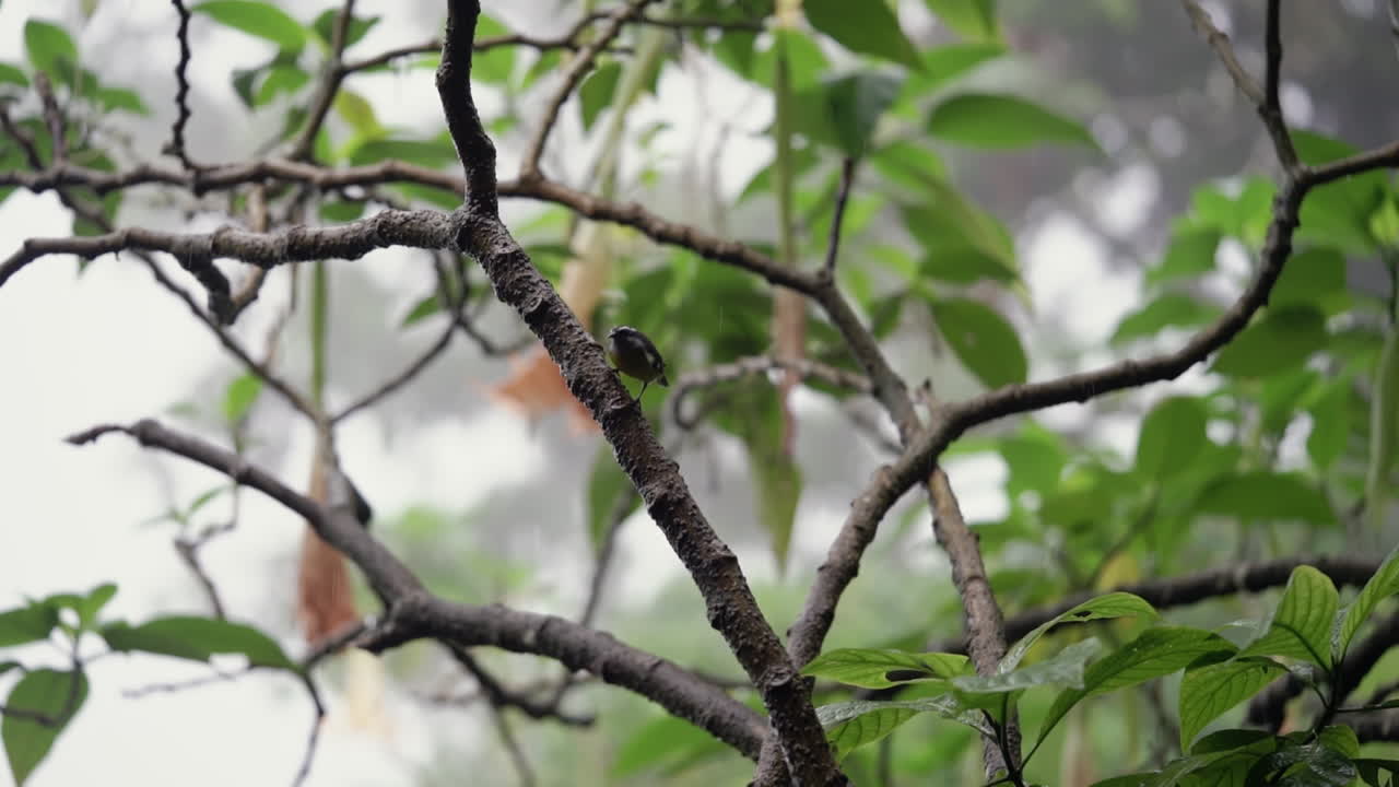 Small bird looks around and then flies away on rainy day in tropical forest