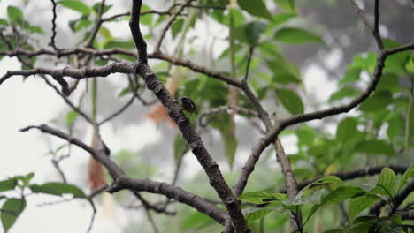 small bird looks around and then flies away on rainy day in tropical forest