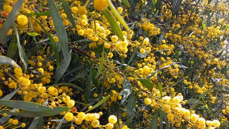 acacia originates from asia