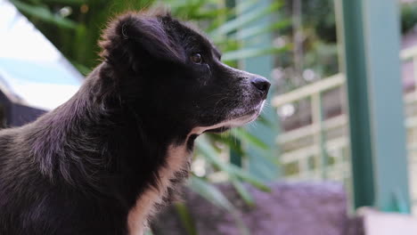 a close-up tripod shot of a profile of a homeless crossbreed dog in thailand, starring in one place and sticking his tongue out licking his mouth begging for food