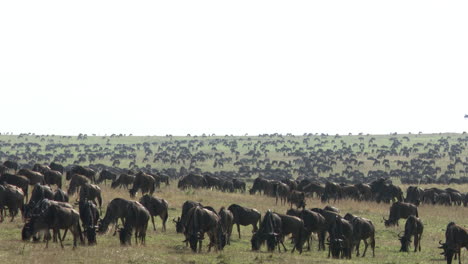 Gran-Manada-De-ñus-Azules-Migrando-Sobre-Las-Llanuras-Del-Serengeti,-Tanzania