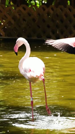 flamingos interacting by a pond in hong kong