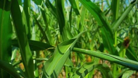 pov walking in young corn field with flying bug moving through the scene