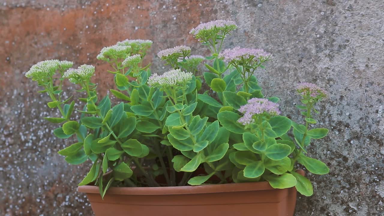 toma panorámica de una saludable planta callejera en maceta verde con flores colgadas en una pared sucia durante el día