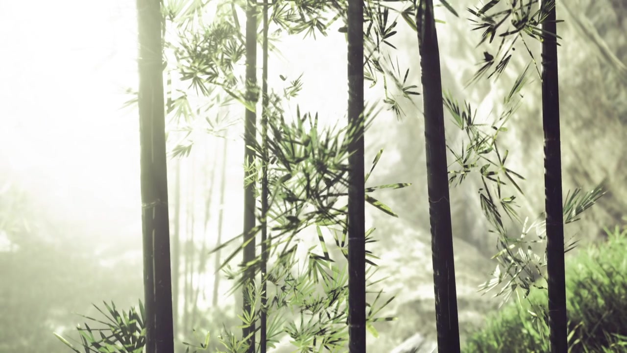 La dolce luce del sole mattutina accarezza l'atmosfera serena di una foresta di bambù
