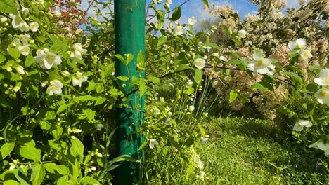 footage in a lush countryside garden with a sweeping camera movement showing a spectacular philadelphus coronarius in full bloom. known as mock orange or sweet mock-orange, flowers are bright white.