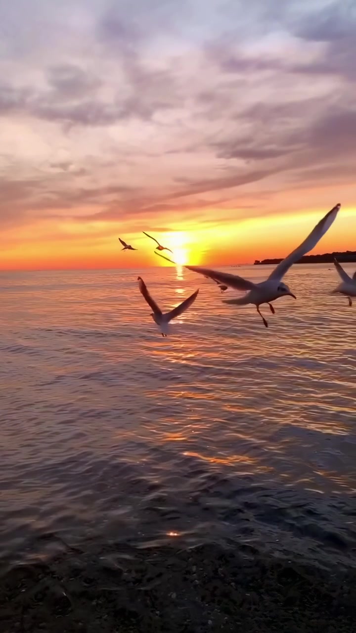 Måger, der flyver over havet ved solnedgang