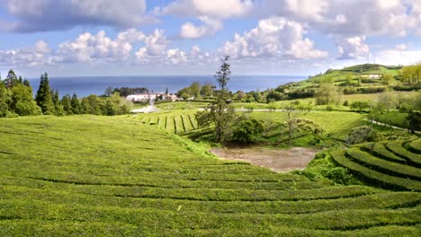 backpacking man walking in green tea plantation shrub rows, drone shot