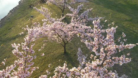hermoso parque de sakura en flor de cerezo en el parque de la isla de kaunas nemunas