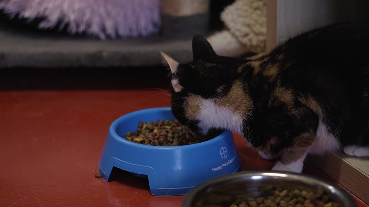 Schöne Katze frisst aus ihrer blauen Schale auf dem Boden.