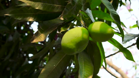 Green-mango-growing-in-tree-with-leaves