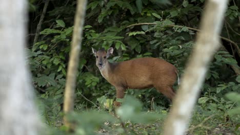 Red-Duiker,-small-Antelope-in-Mozambique