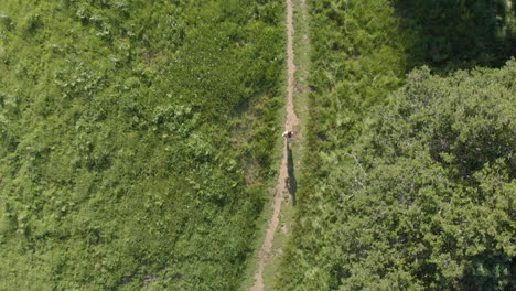 aerial of young woman running on a forest trail at sunset