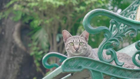 cat on the chair in the lumpini park, bangkok.