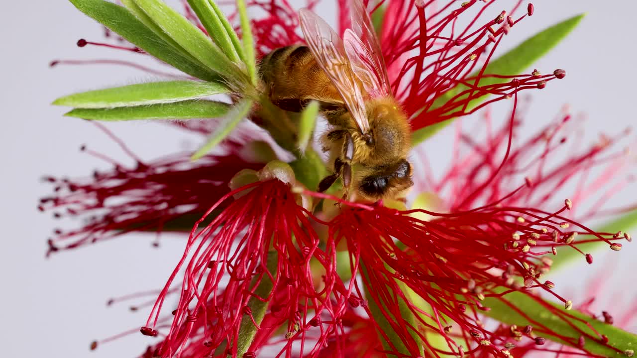 A honeybee collects nectar from a vivid red bottlebrush flower. Macro close-up captures intricate details and vibrant colors