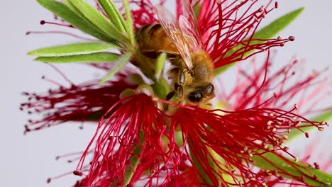 a honeybee collects nectar from a vivid red bottlebrush flower. macro close-up captures intricate details and vibrant colors