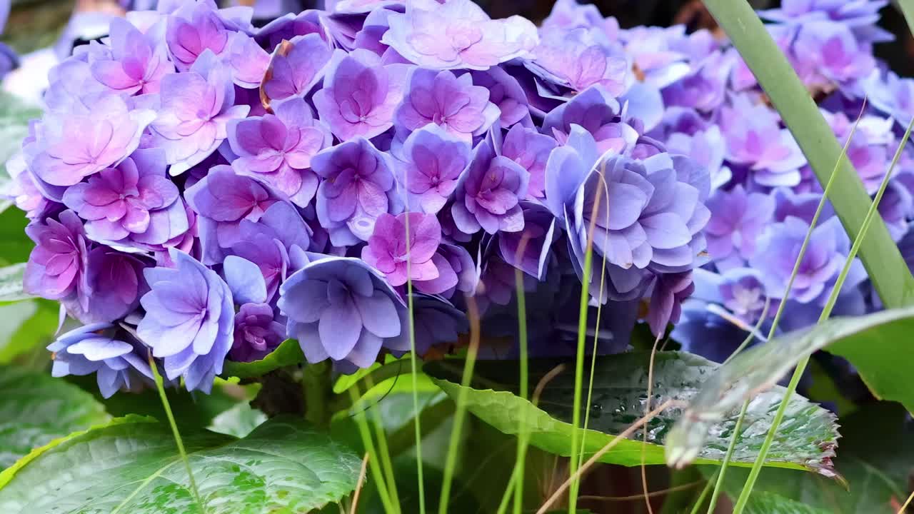 Close-up of vivid purple hydrangea clusters with fresh green leaves and dewdrops, showcasing natural beauty and tranquility.