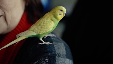 budgerigar on a woman's shoulder