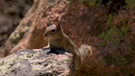 Colorado-chipmunk-holding-on-to-a-rock-staying-completely-still-while-tail-blows-in-the-wind,-handheld