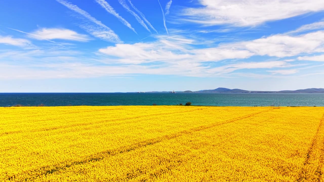 ブルガリア、海に面した菜の花畑。薄い雲が浮かぶ空の下、金色の菜の花がターコイズブルーの海まで広がる。
