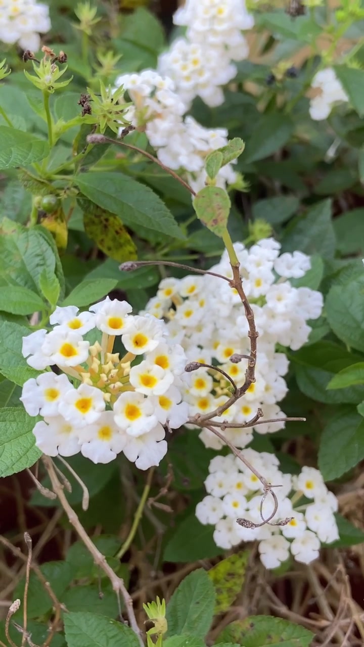 White Lantana Flowers Blooming in a Garden