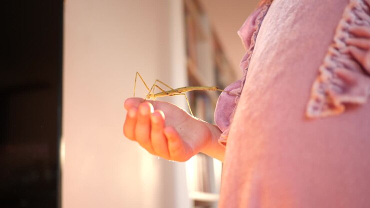 Ritratto di una bambina carina che tiene un insetto stecco (animale domestico) tra le mani e lo mette sul viso a casa, divertendosi e sorridendo