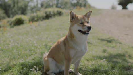 Shiba-dog-is-sitting-outside-in-nature-observing-natural-environment-on-sunshine-day