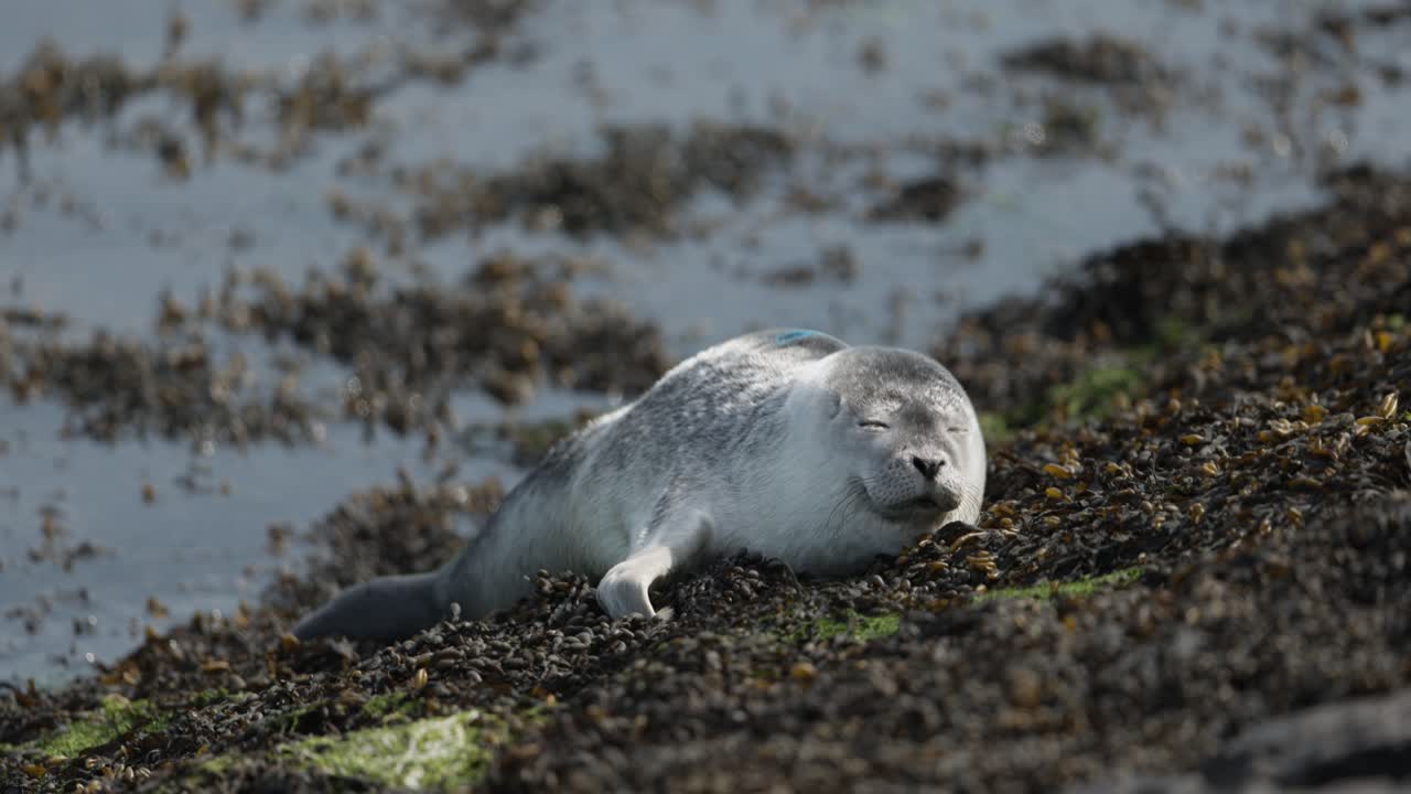 Gray Seal Resting on Coastline