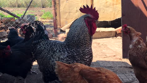 gallo rodeado de gallinas en una granja