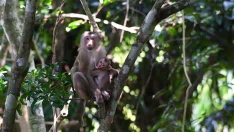 el macaco de cola de cerdo del norte es un primate que se encuentra comúnmente en el parque nacional de khao yai, aunque es una especie vulnerable