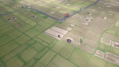 aerial view of bali paddy fields , car traffic and houses along the main road