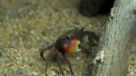 closeup of chiromantes haematocheir is a mudflat crab endemic to east asia