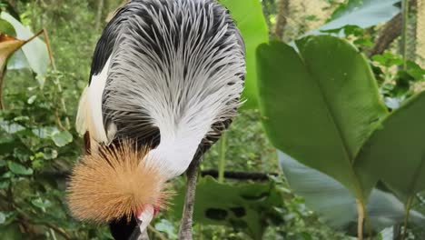 grey crowned crane