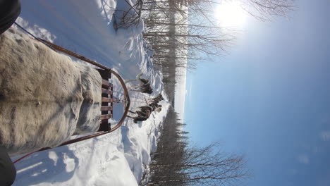 Tiro-Vertical-De-4k-De-Un-Trineo-Tirado-Por-Un-Grupo-De-Trineos-Tirados-Por-Perros-Husky-En-Kiruna-Suecia