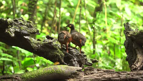 dos pájaros perdiz de vientre castaño con plumas marrones negras estaban picoteando por comida en el medio del bosque